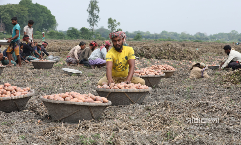 আলুর ফলন ভালো, দামে শঙ্কা
