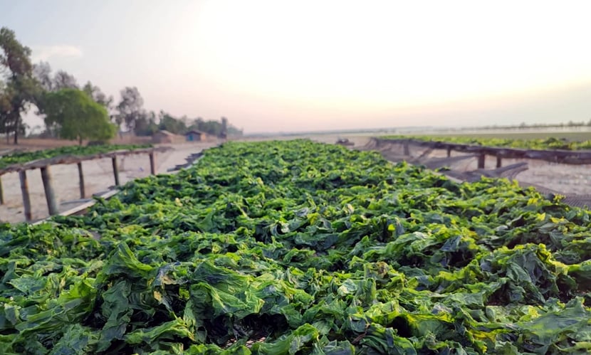 সামুদ্রিক শৈবাল চাষ। ছবি: সারাবাংলা