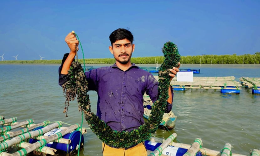 সামুদ্রিক ঝিনুক চাষ। ছবি: সারাবাংলা