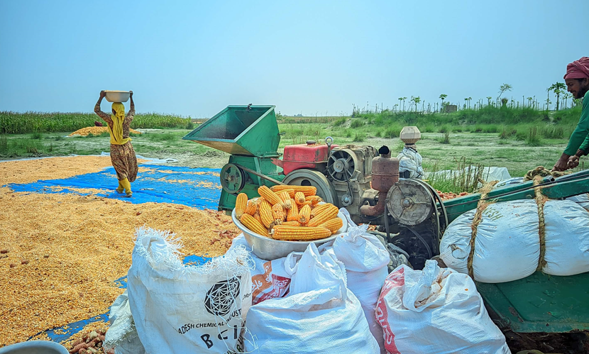 গাইবান্ধায় জ্বালানি সংকটে স্থবির চরাঞ্চলের কৃষিকাজ