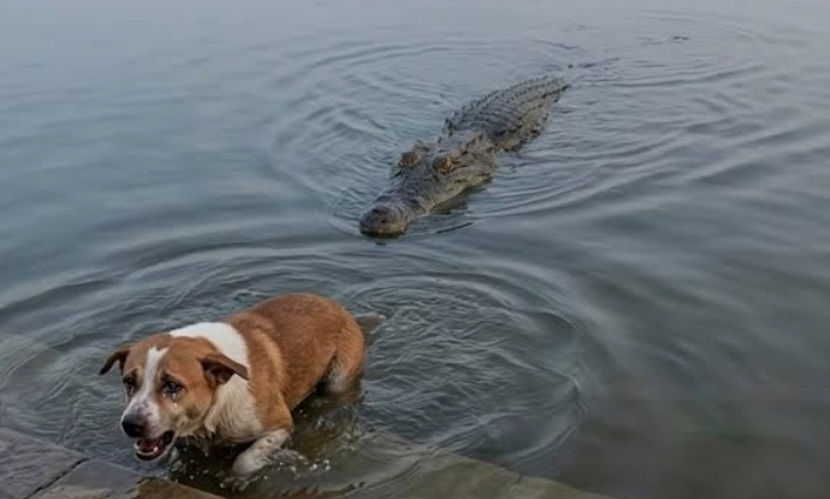 খান জাহান মাজারের দিঘিতে কুকুরের মৃত্যুর ঘটনায় তদন্ত প্রতিবেদন দাখিল