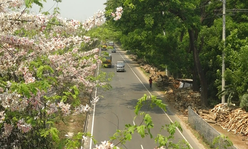 রাধাচূড়ার রঙে রঙিন হয়ে উঠেছে ঢাকা-চট্টগ্রাম মহাসড়ক
