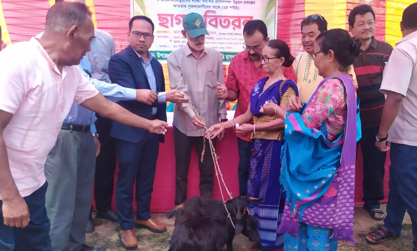 টাঙ্গাইলে ক্ষুদ্র নৃগোষ্ঠীর মধ্যে ছাগল বিতরণ