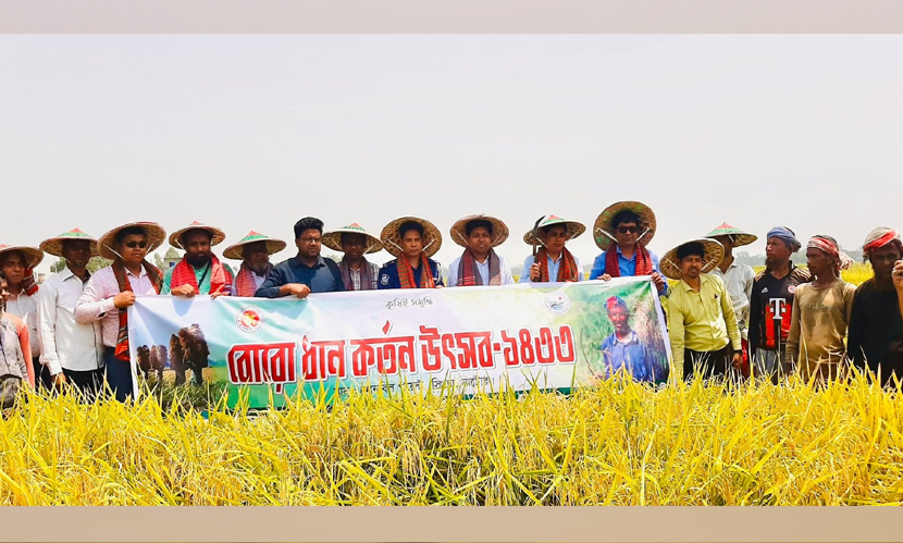 নাটোরের চলনবিলে বোরো ধান কাটা শুরু
