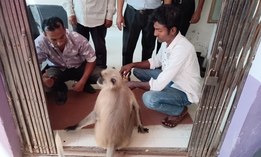 যশোরে রক্তাক্ত ক্ষত নিয়ে হাসপাতালে হাজির হনুমান