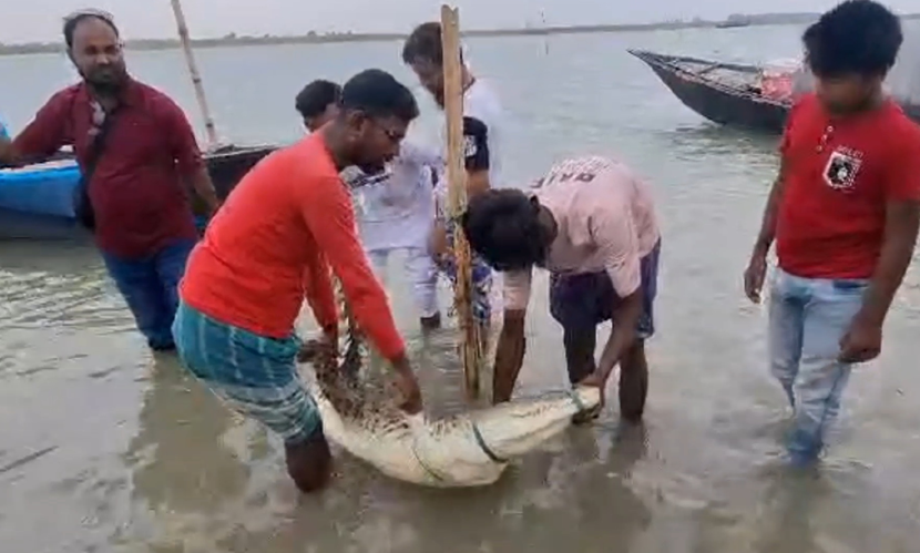 ফরিদপুরে পদ্মা নদীতে জেলের বড়শিতে ধরা পড়লো মিঠা পানির কুমির