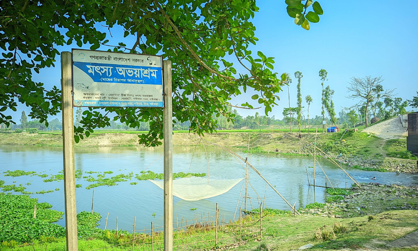 গাইবান্ধায় অভয়াশ্রমে চলছে মাছ নিধনের মহোৎসব!