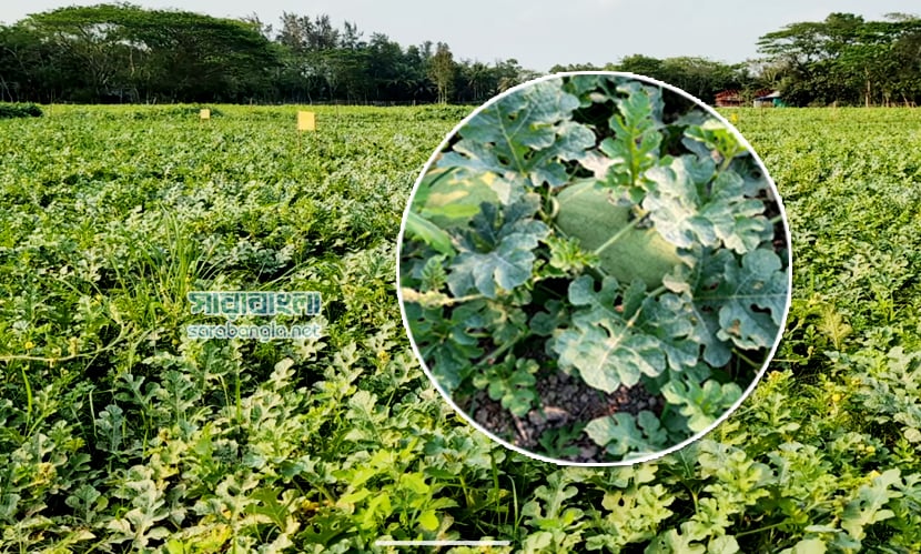 সুবর্ণচরে তরমুজের ‘সবুজ বিপ্লব’, ৫০০ কোটি টাকা বাণিজ্যের সম্ভাবনা