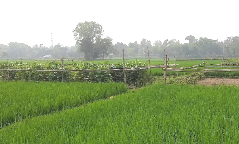 ডিজেল সংকট: সিরাজগঞ্জে সেচের অভাবে বোরো উৎপাদন নিয়ে শঙ্কা