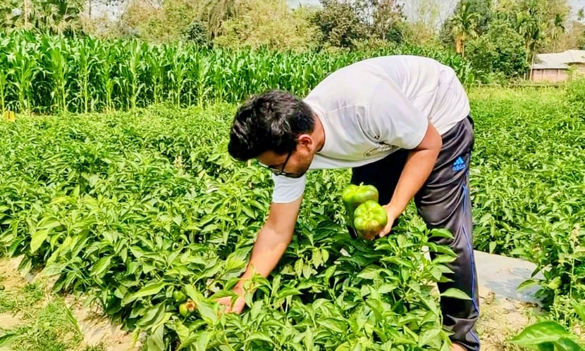 হিলিতে ক্যাপসিকামের বাম্পার ফলন, বাজারদরে হতাশ চাষিরা