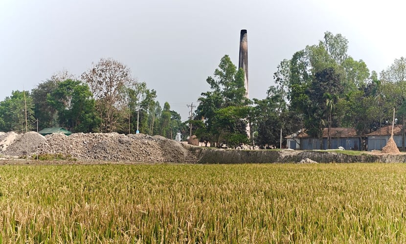 গাইবান্ধায় ইট ভাটার গ্যাসে ২০০ বিঘা জমির ধান নষ্ট
