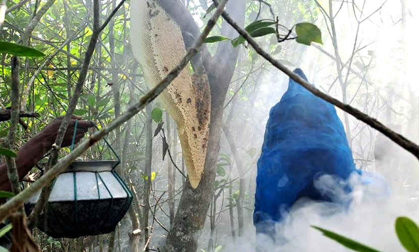 নানা শঙ্কার মধ্যে সুন্দরবনে মধু আহরণ শুরু