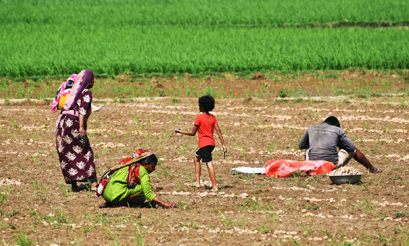 উত্তরের ‘সাদা সোনা’ এখন কৃষকের গলার ফাঁস