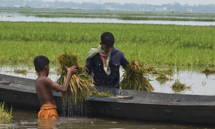 বুকভরা কষ্ট নিয়ে জলের সঙ্গে লড়ছেন হাওরের কৃষকরা