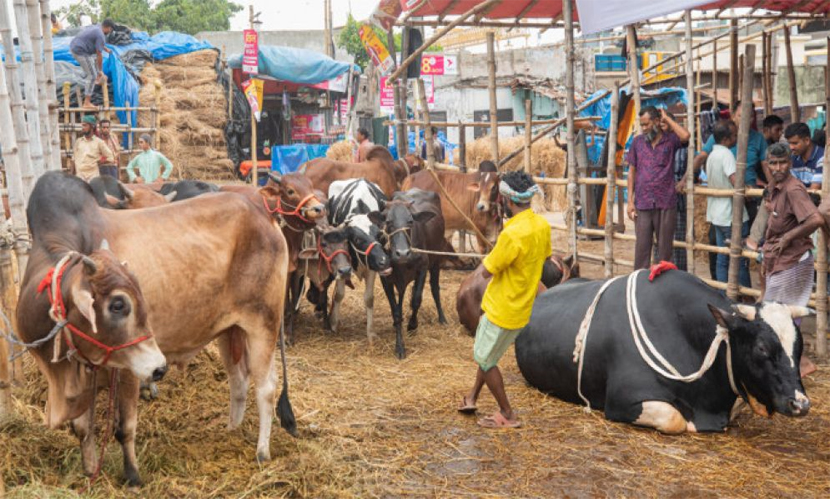 গরুর হাটে ক্রেতা কম, চিন্তিত বেপারীরা