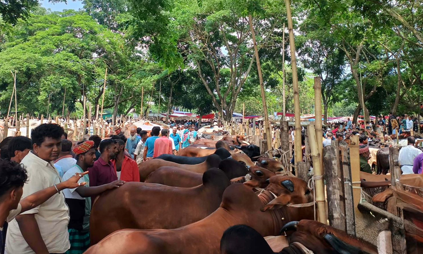 চাঁদপুরে চাহিদার তুলনায় ৯ হাজার কোরবানির পশুর সংকট