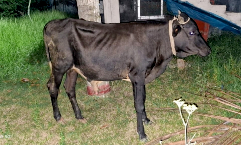 কারাগারে চোর, গরু আটকা পুলিশ ফাঁড়িতে!