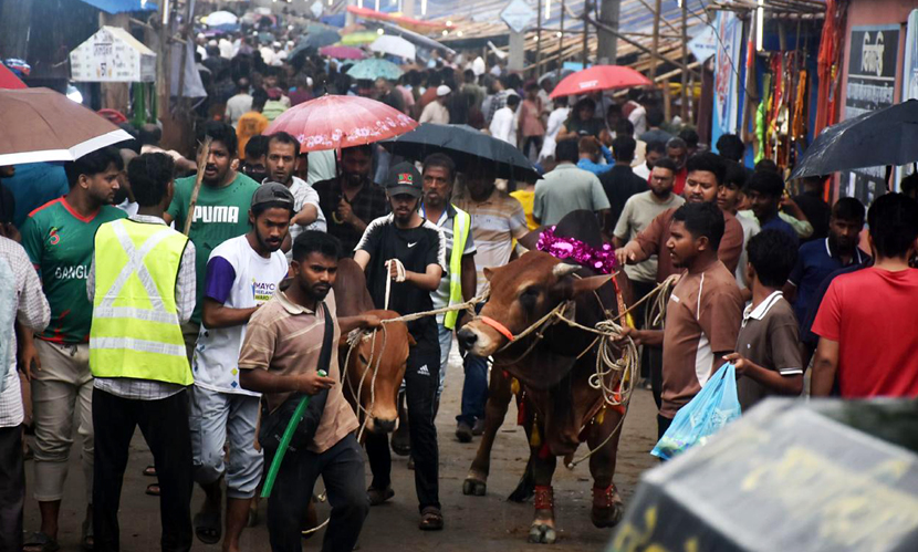 বৃষ্টি উপেক্ষা করে শেষ মুহূর্তে জমে উঠেছে চট্টগ্রামের পশুর হাট