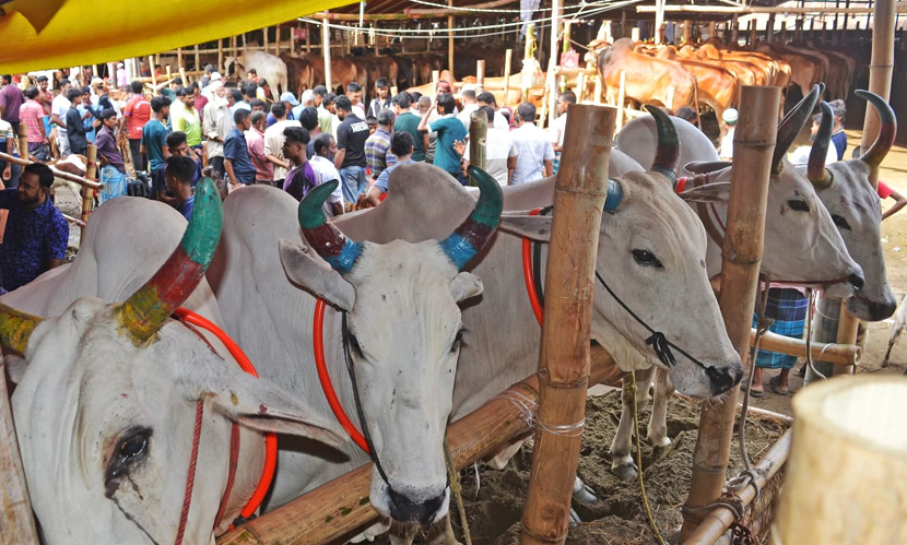 বৃষ্টি উপেক্ষা করে শেষ মুহূর্তে জমে উঠেছে চট্টগ্রামের পশুর হাট। ছবি: সারাবাংলা