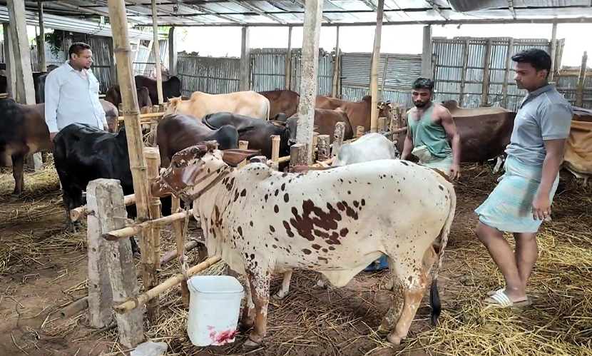 গরুর ‘আবাসিক হোটেল’, ৬০ টাকায় মিলছে সেবা