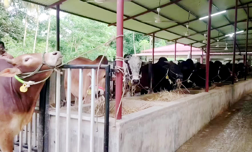 রংপুরে অবিক্রিত ৬ লাখ পশু, খামারিদের স্বপ্নভঙ্গ