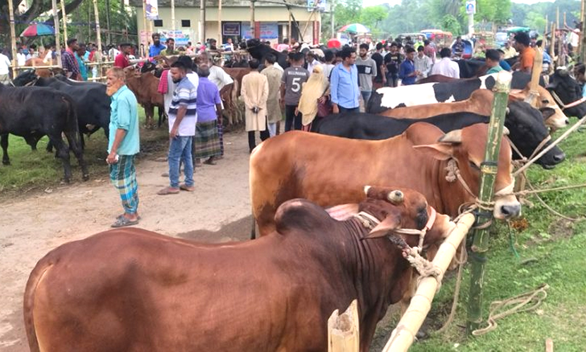 কুরবানির জন্য কেনা তিনটি গরু ছিনতাই, অতঃপর উদ্ধার