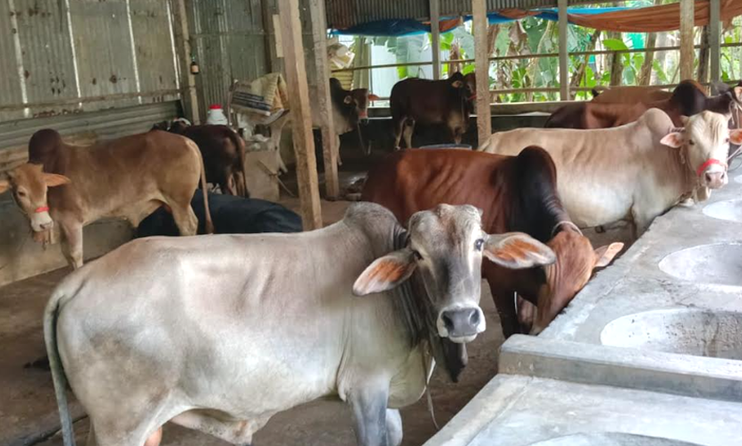টাঙ্গাইলে কোরবানিযোগ্য ২ লাখ ৩৩ হাজার পশু প্রস্তুত