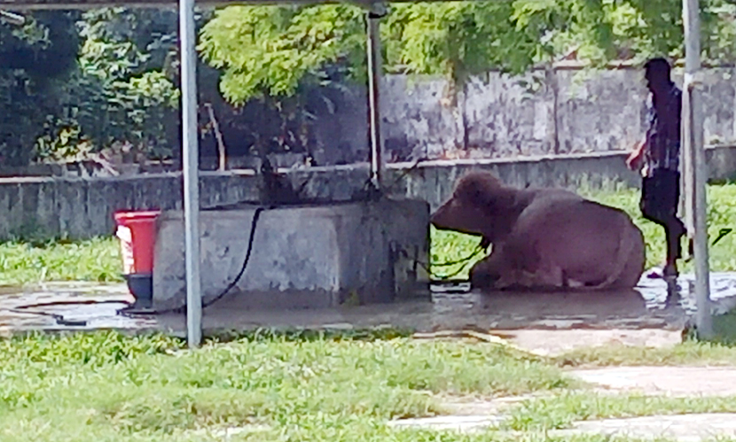 রাজধানীর মিরপুরে জাতীয় চিড়িয়াখানায় স্থান পাওয়া সাদা মহিষ। ছবি: সারাবাংলা