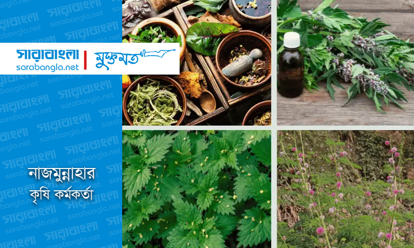 ভেষজ চাষ: কৃষকের নতুন সম্ভাবনা