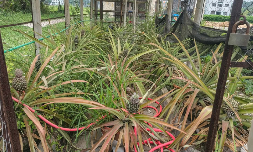 রাবিতে হানি কুইন আনারস চাষে সফলতা