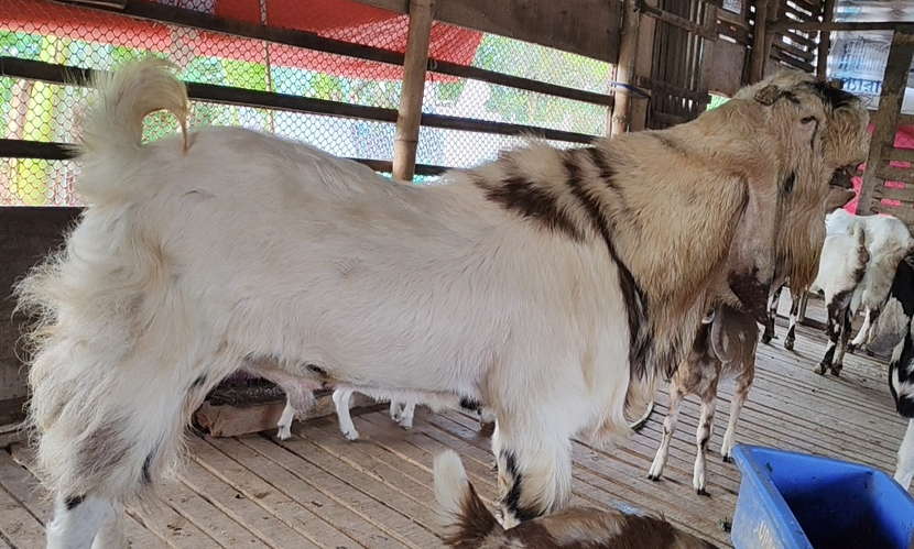 সাতক্ষীরায় কোরবানির হাটে নজর কাড়ছে ৭৬ কেজির ছাগল