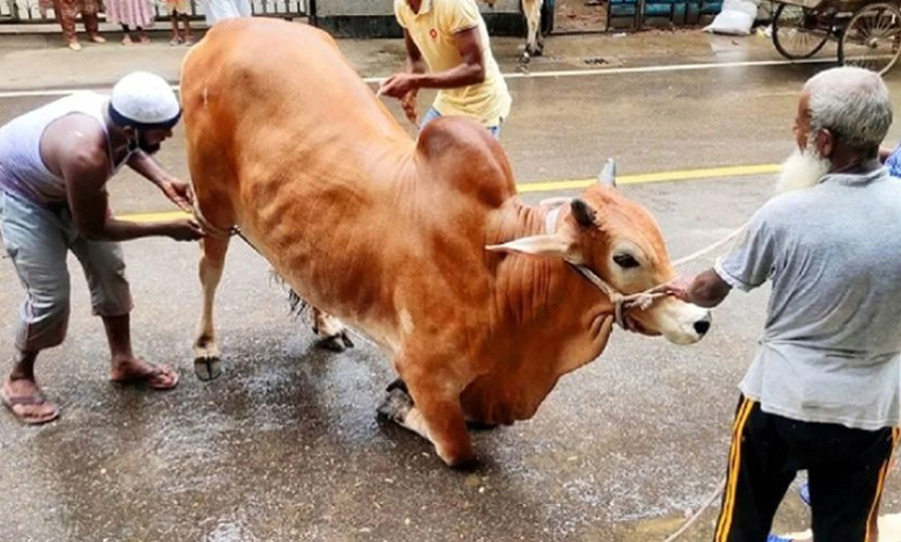 কোরবানির দিন পরিচ্ছন্ন ও নিরাপদ থাকার উপায়