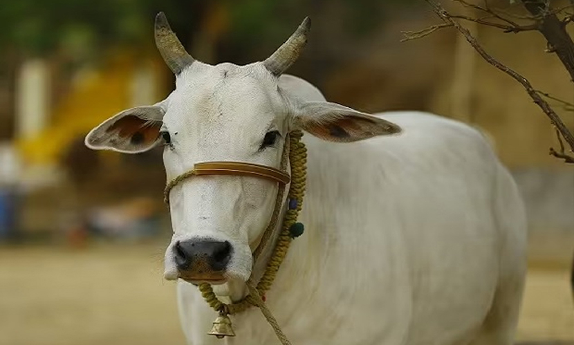নির্দিষ্ট সময়ে কোরবানি দিতে না পারলে কী করবেন?