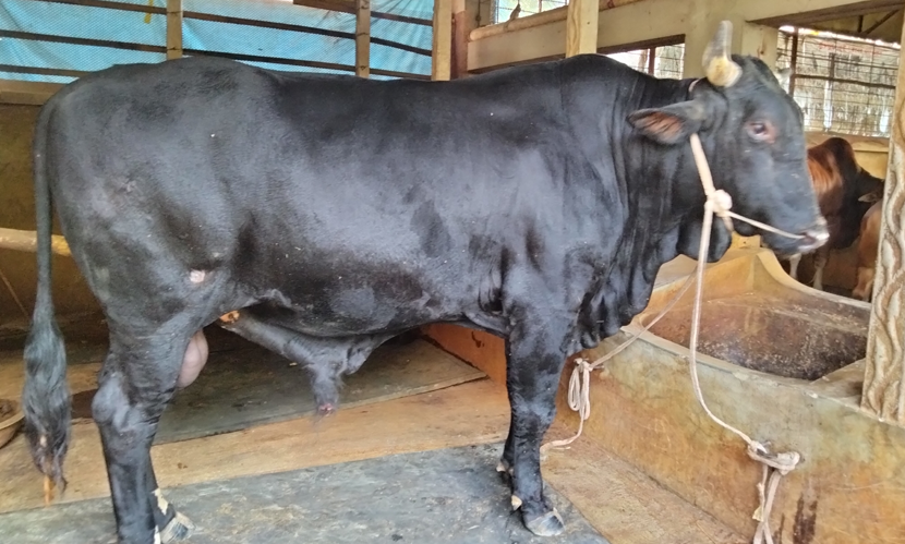 টাঙ্গাইলে কোরবানির হাট কাঁপাতে প্রস্তুত ২৭ মণের ‘রাজাবাবু’