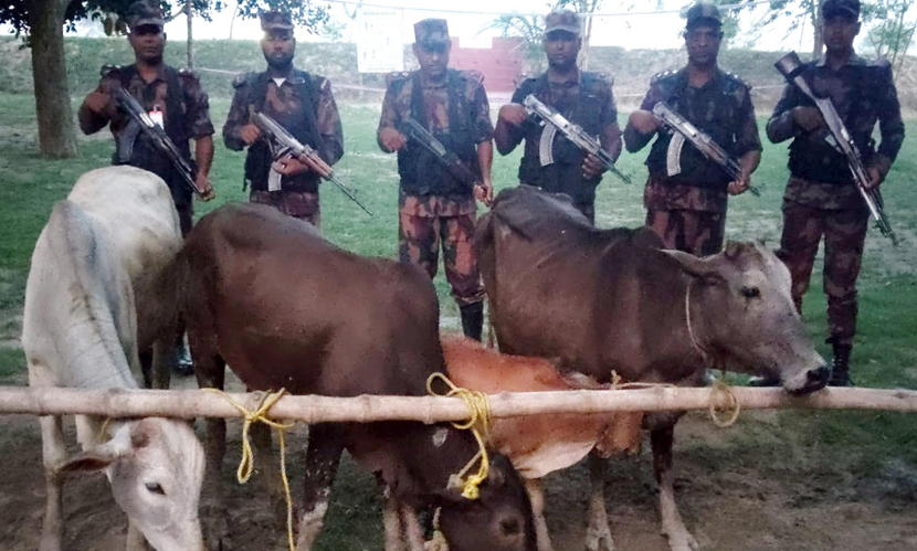 চাঁপাইনবাবগঞ্জ সীমান্তে বিজিবির অভিযানে ভারতীয় গরু জব্দ