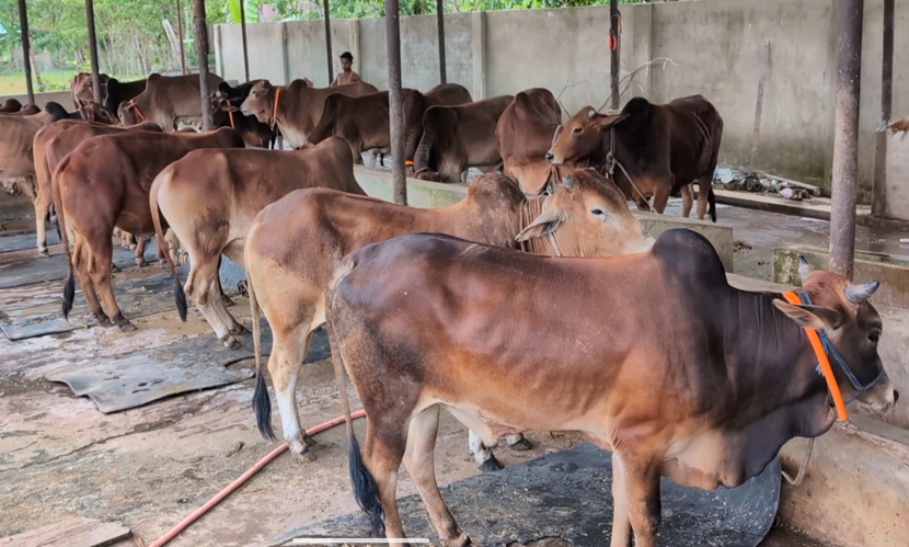 নোয়াখালীতে কোরবানির জন্য প্রস্তুত দেড় লাখ পশু