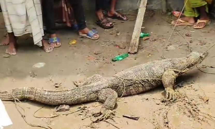 ভোলায় ৩৭ কেজি ওজনের বিরল প্রজাতির গুইসাপ উদ্ধার