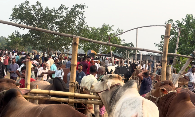 সিংড়ার গরুর হাটে অতিরিক্ত খাজনা আদায়, ইজারাদারকে জরিমানা