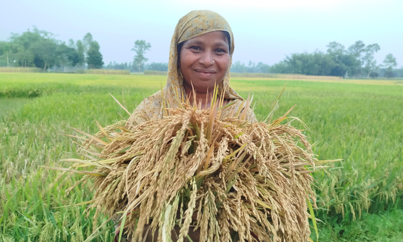 পঞ্চগড়ে উন্নত জাতের বোরো ধানে বাম্পার ফলন, খুশি কৃষকেরা