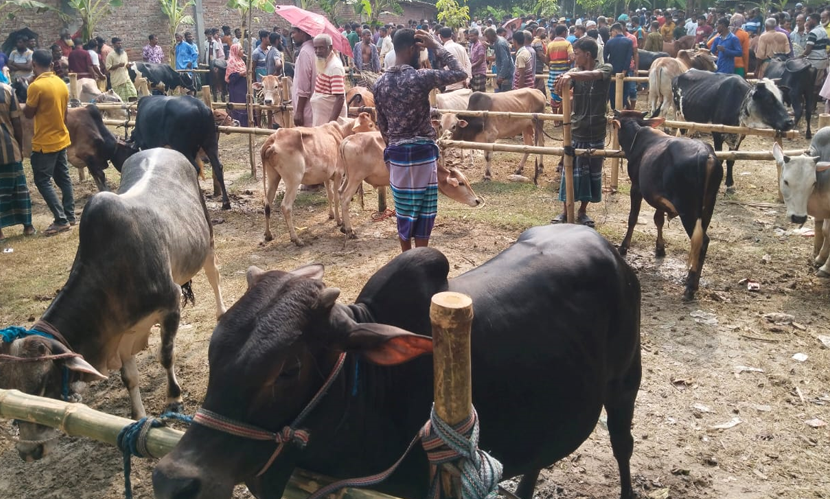 সাতক্ষীরায় চাহিদার তুলনায় ১৮ হাজার পশু উদ্বৃত্ত