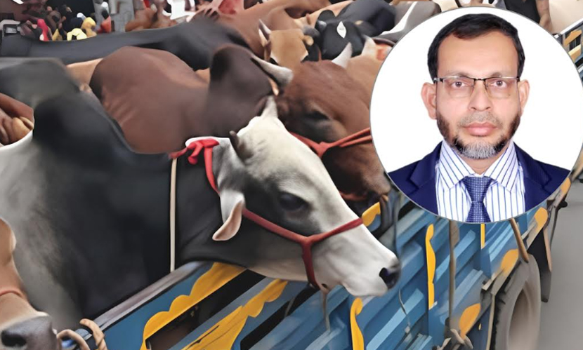 কুরবানির পশু পরিবহনে প্রাণিকল্যাণ আইন ২০১৯ কার্যকরের আহ্বান বাকৃবি গবেষকদের
