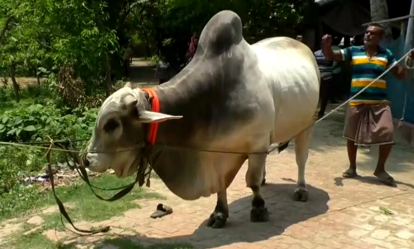 ‘বিসিএস ক্যাডার’