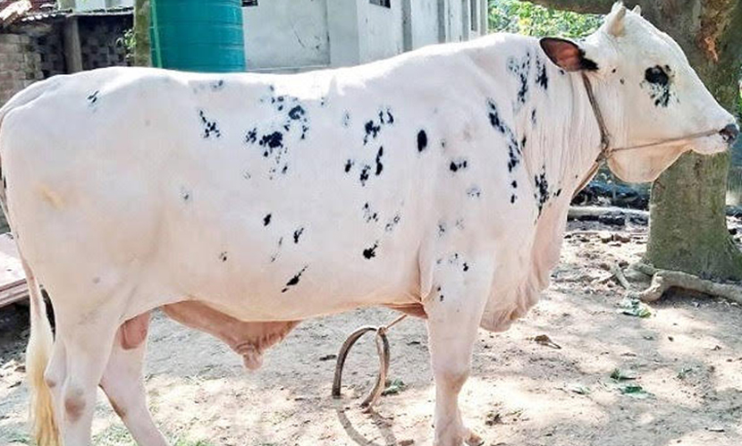 চাঁপাইনবাবগঞ্জে ঈদ বাজারে আকর্ষণ ‘নবাব’, প্রতিদিন খায় ১৫ কেজি খাবার