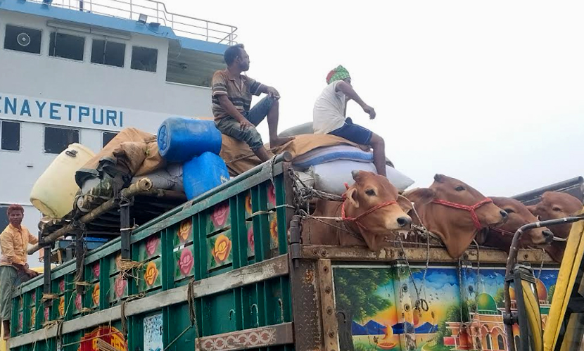 দৌলতদিয়া ঘাট দিয়ে ২৪ ঘণ্টায় পার হয়েছে ৪২৩ পশুবাহী ট্রাক