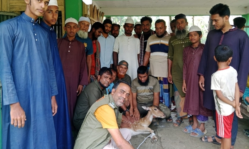 উদ্ধার হওয়া হরিণটি ফিরে গেল সুন্দরবনে
