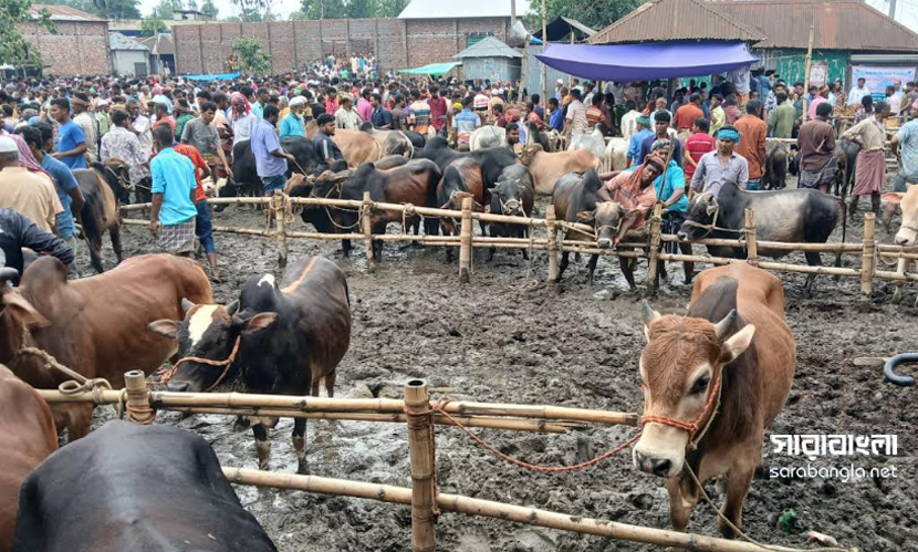 কাদায় দাঁড়িয়ে ঈদের স্বপ্ন বিক্রি করছেন খামারিরা