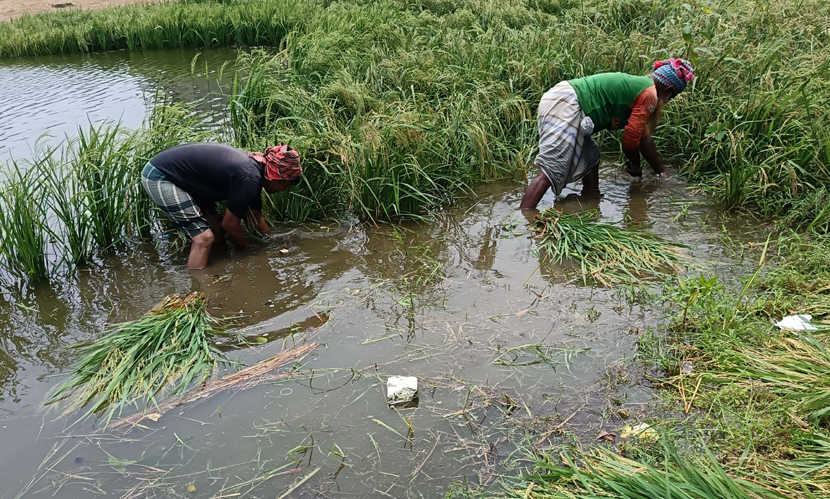 অপরিকল্পিত পুকুর খননে পানির নিচে ৩ হাজার বিঘা জমির ধান