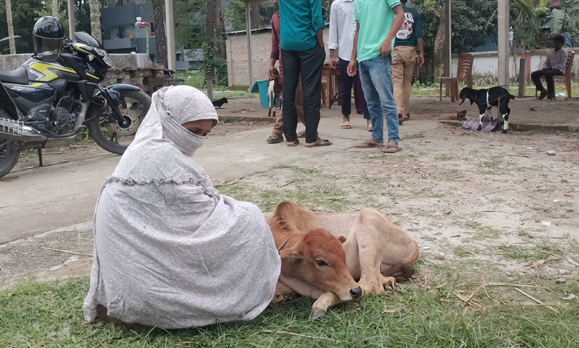 জনবল-ওষুধ সংকটে মিলছে না কাঙ্ক্ষিত সেবা, বাড়ছে গবাদিপশুর রোগ