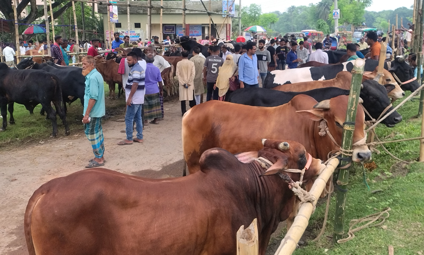 রাজবাড়ীতে জমে উঠতে শুরু করেছে কোরবানির পশুর হাট