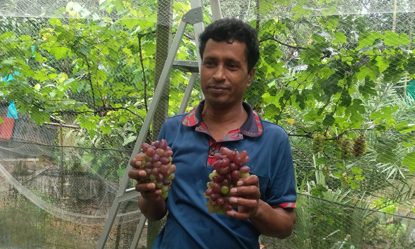 বাড়ির উঠানে আঙুর চাষে সফল রাজবাড়ীর সরোয়ার